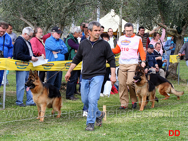 giovanissimi-maschi-helmo-blackhof-e-danko-di-casa-beggiato.jpg - Giovanissimi maschi Helmo Blackhof e Danko di Casa Beggiato (in primo piano il mitico Emanuele Lentini)