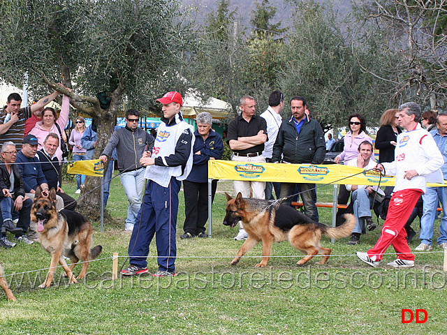 giovanissimi-maschi-sammo-del-pizzo-claro-e-uran-del-caiatino.jpg - Giovanissimi maschi Sammo del Pizzo Claro e Uran del Caiatino 