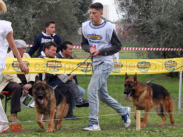 indio-di-casa-nobili-e-nico-dell-alto-pino.jpg - Indio di Casa Nobili e Nico dell'Alto Pino 