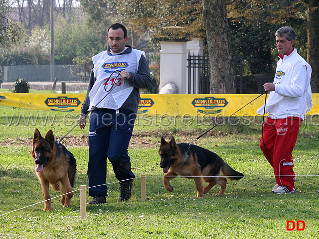 juniores-maschi-quasar-della-madama-d-austria-e-ak.jpg - Juniores maschi Quasar della Madama d'Austria e Ak 