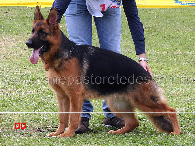 nenzy-di-casa-luca-05.jpg - Nenzy di Casa Luca 8 MB Cucciolone femmine