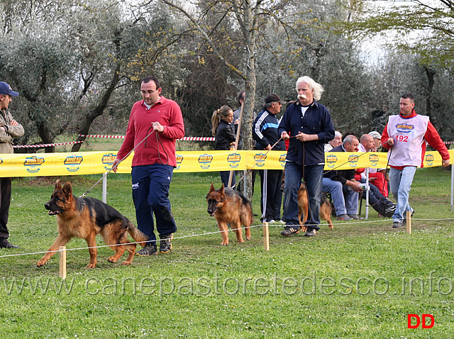 trofeo-franco-bordignon-quasar-della-madama-d-austria-aiko-delle-belle-torri-irina-di-ca-san-marco.jpg - I soggetti in lizza per l'assegnazione del Trofeo dedicato a Franco Bordignon : Quasar della Madama d'Austria, Aiko delle Belle Torri, Irina di Ca' San Marco