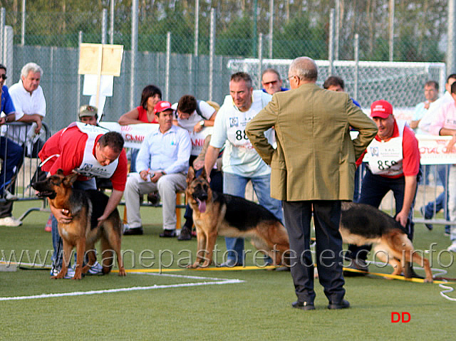 080.jpg - Il giudice Macaluso osserva la cagne da fermo