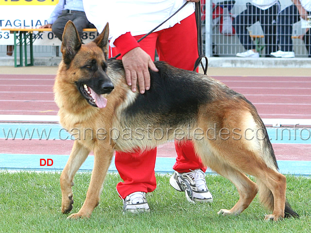 008.jpg - Bonnie dei Colli Storici 34 Ecc Adulte femmine