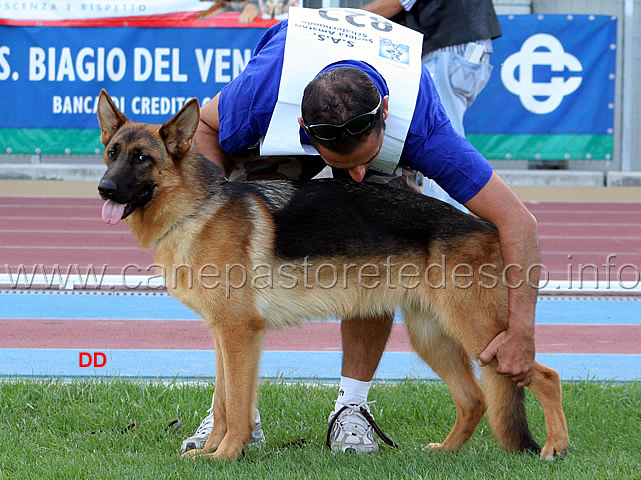 011.jpg - Hodessa dei Lotito 51 MB Cucciolone femmine