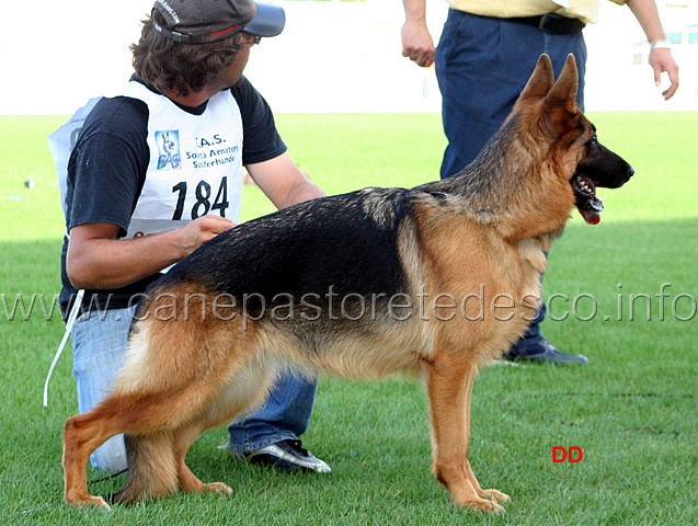 018.jpg - Emy dei Lupi della Maddalena 9 Auslese SAS Adulte femmine