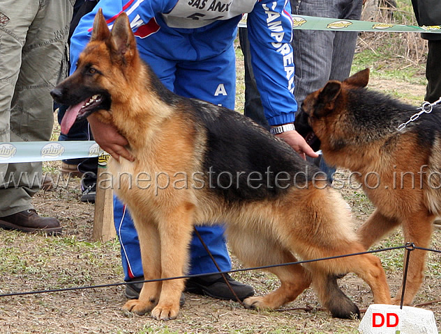 elys-di-camporeale.jpg - Erry di Camporeale 7 MB Giovanissime femmine (foto sezionale SAS Anxanum, marzo 2010)