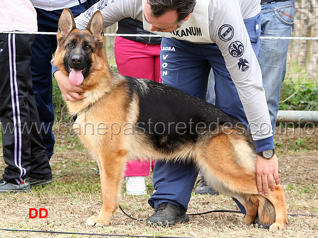 gerry-val-ira-.jpg - Gerry Val Ira 2 MB Giovanissime femmine (foto sezionale SAS Anxanum, marzo 2010)