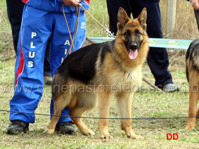 ica-di-camporeale.jpg - Ica di Camporeale 33 MB Giovanissime femmine (foto sezionale SAS Anxanum, marzo 2010)