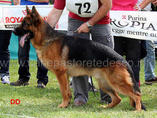 gerryval-heiko.jpg - Gerry Val Heiko 10 MB Giovani maschi (foto Raduno Sezionale SAS Grignasco, agosto 2010)