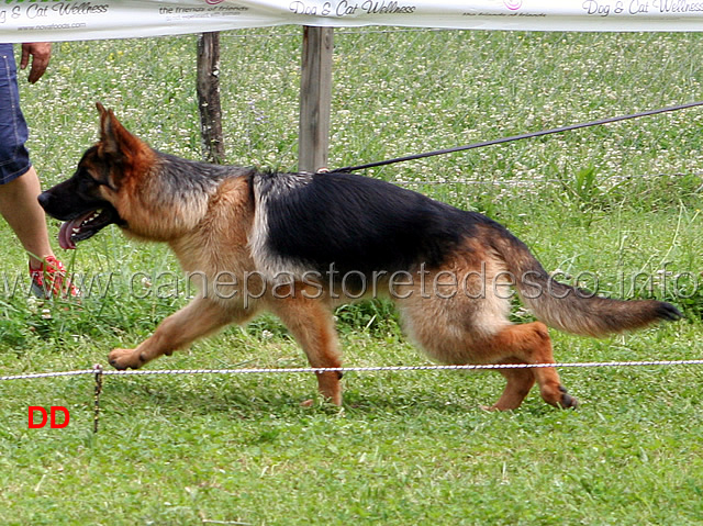 gigo-dell-alta-costa-.jpg - Gigo dell'Alta Costa 1 MB Cuccioloni maschi (foto Raduno Sezionale SAS Cubulteria)