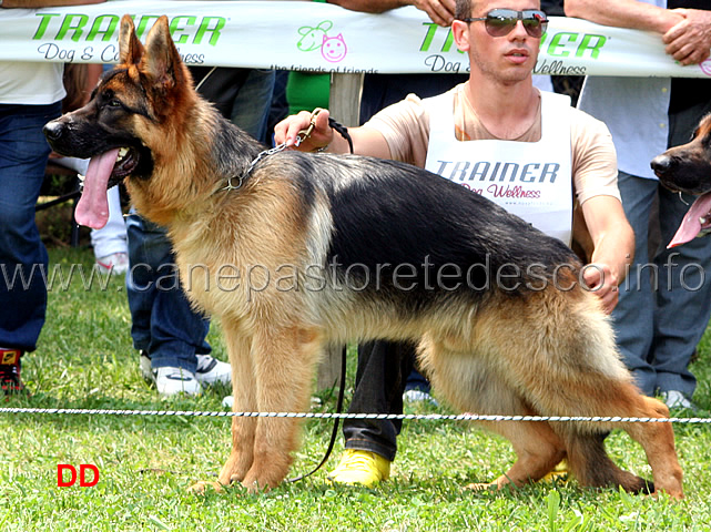 gigo-dell-alta-costa.jpg - Gigo dell'Alta Costa 1 MB Cuccioloni maschi (foto Raduno Sezionale SAS Cubulteria)