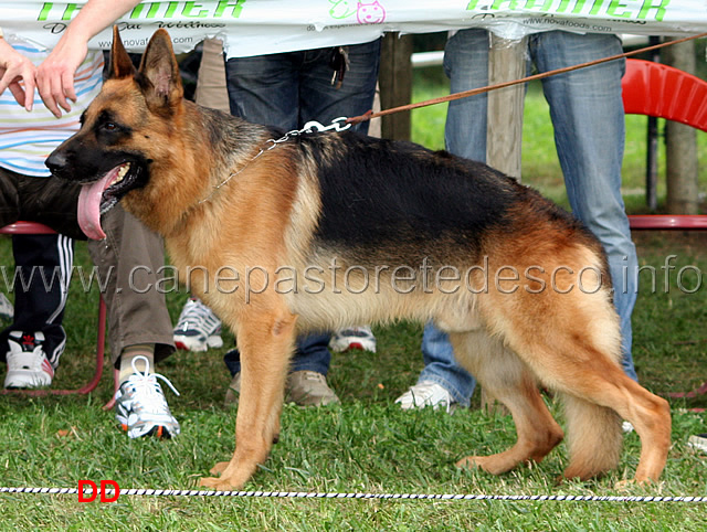 hannibal-di-casa-rosy.jpg - Hannibal di Casa Rosy Attacco Presente (foto Raduno Sezionale SAS Cubulteria, luglio 2010)