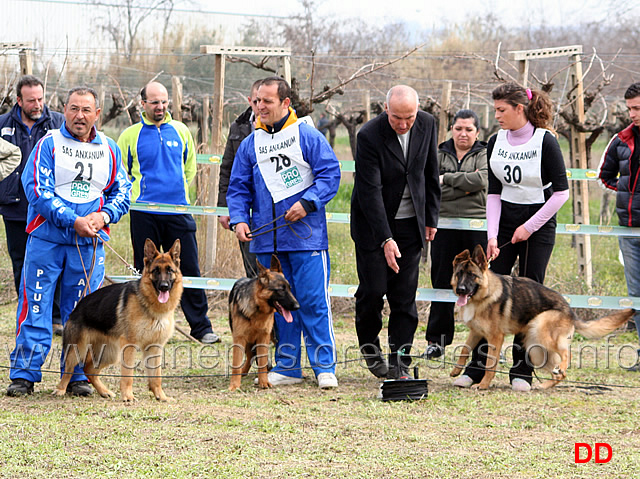 006.jpg - Classe Juniores femmine Ica di Camporeale, Ghindero's Nata e Lola dei Monti della Laga