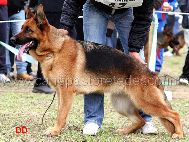 089.jpg - Giovanissime femmine 4 Honda dei Lotito