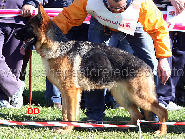 031_.jpg - Classe Juniores femmine 2 Fendi di Casa Beggiato