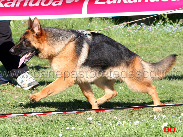 103.jpg - Classe Cuccioloni maschi 2 Karol dei Lotito