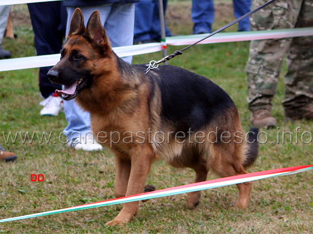 010.jpg - Cucciolone femmine Athena di Casa Vizzato