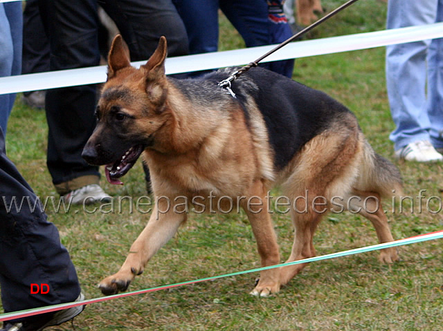 011.jpg - Cucciolone femmine Jola di Zenevredo