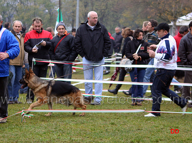 030.jpg - Cuccioloni maschi Norik