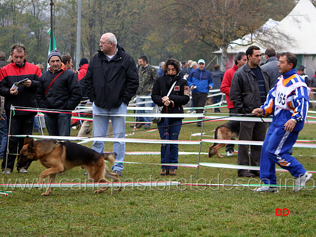 032.jpg - Cuccioloni maschi Nestor