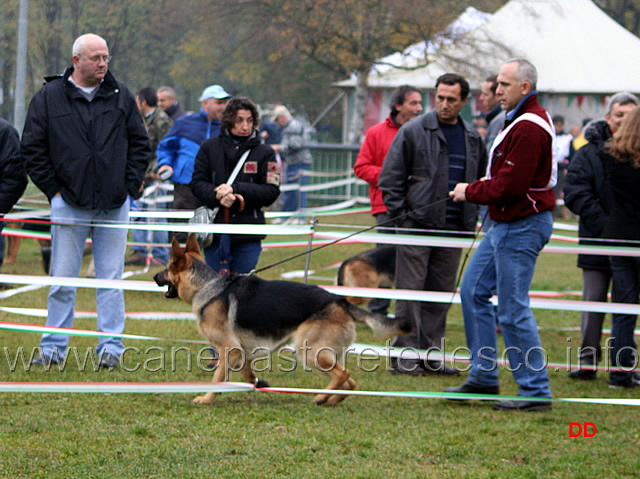 033.jpg - Cuccioloni maschi Gunther Team Torretta