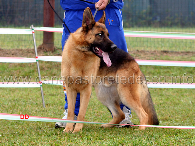 045.jpg - Cuccioloni maschi 6  Nestor