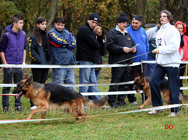 112.jpg - Giovanissimi maschi Krug del Samengio e Jack del Samengio