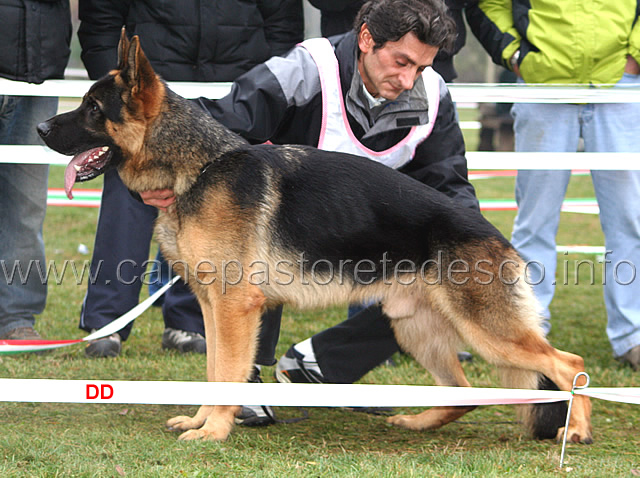 151.jpg - Giovani maschi 1 Vargo di Zenevredo