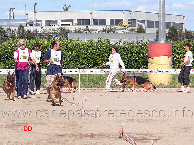 108.jpg - Classe lavoro maschi: Dino Casa Nobili, Indio Ambra Selvaggia, Barone Ambra Selvaggia, Kriss Croce Santo Spirito, Genny Valentinientis