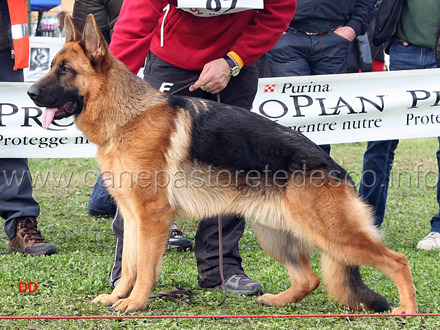 054.jpg - Cuccioloni maschi 5 Fux dell'Antuba Sannita