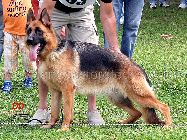 cina-geranian-hoff-4-MB-cucciolone-femmine.jpg - Cina Geranian Hof 4 MB Cucciolone femmine