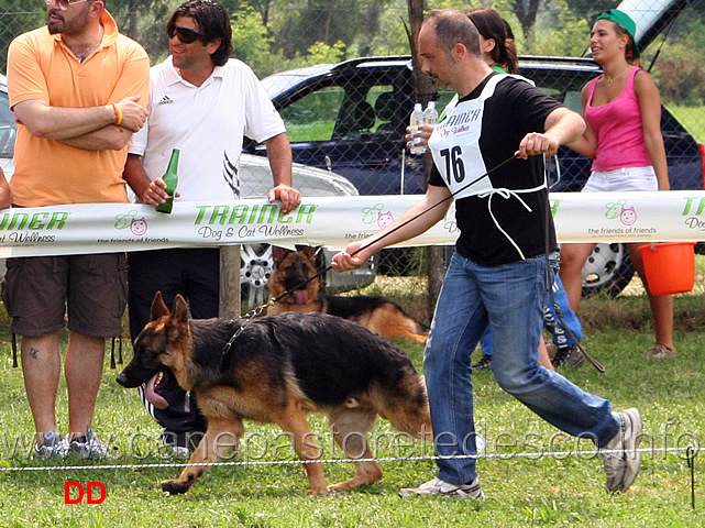 cuccioloni-maschi-fanto-alta-costa.jpg - Cuccioloni maschi Fanto dell'Alta Costa