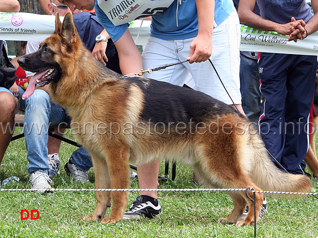 gimmy-degli-arvali-4-MB-giovanissimi-maschi.jpg - Gimmy degli Arvali 4 MB Giovanissimi maschi