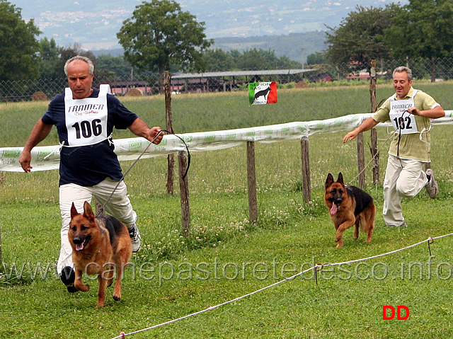 giovani-femmine-qualy-degli-achei-e-quiri-dell-alpe-adria-.jpg - Giovani femmine Qualy degli Achei e Quiri dell'Alpe Adria