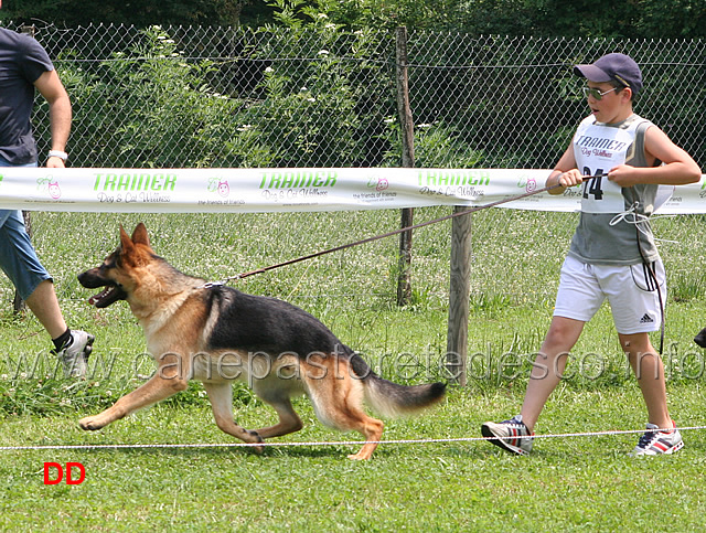 juniores-maschi-ciro.jpg - Juniores maschi Ciro condotto da Andrea De Ciantis