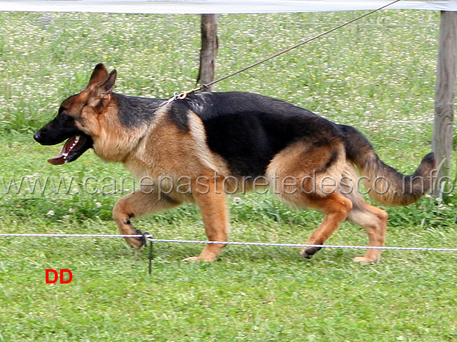 juniores-maschi-lero-dei-lotito.jpg - Juniores maschi Lero di Lotito