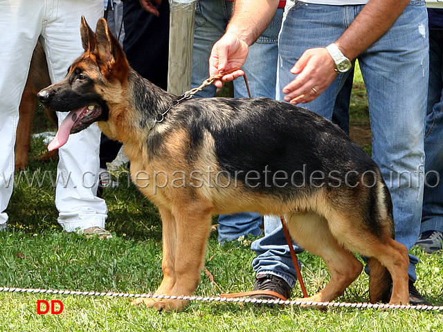 pacros-degli-iapigi-9-MP-baby-maschi-.jpg - Pacros degli Iapigi 9 MP Baby maschi