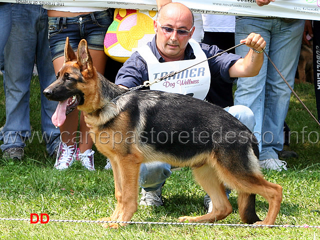 quenn-dei-monti-della-laga-4-MP-baby-maschi-.jpg - Quenn dei Monti della Laga 4 MP Baby maschi