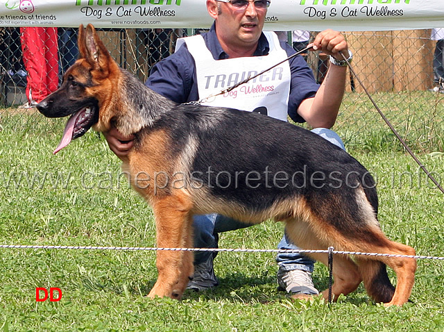 quenn-dei-monti-della-laga-4-MP-baby-maschi.jpg - Quenn dei Monti della Laga 4 MP Baby maschi