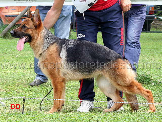 yuma-dei-monti-della-laga-2-MB-cucciolone-femmine.jpg - Yuma dei Monti della Laga 2 MB Cucciolone femmine