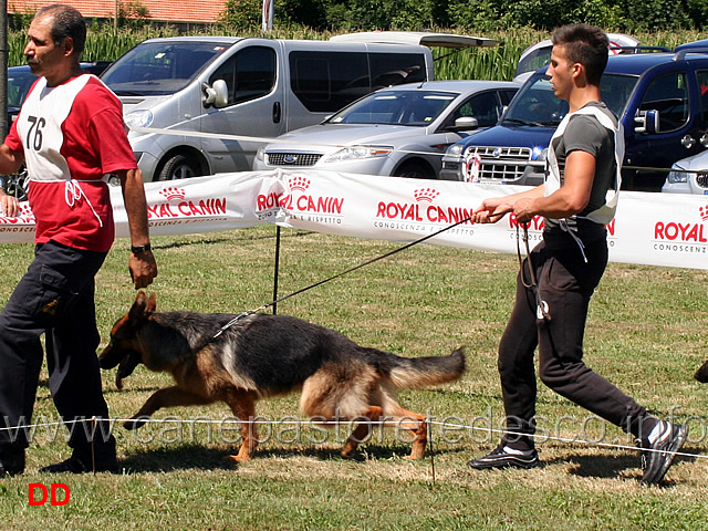 cucciolone-femmine-chira-di-casa-max.jpg - Cucciolone femmine Chira di Casa Max