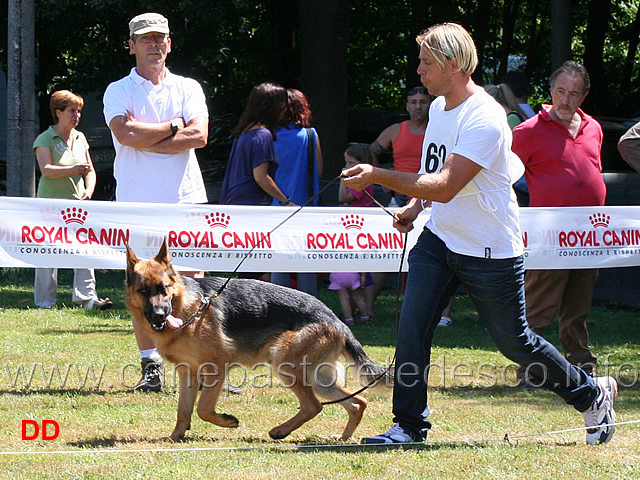 cuccioloni-maschi-alex.jpg - Cuccioloni maschi Alex