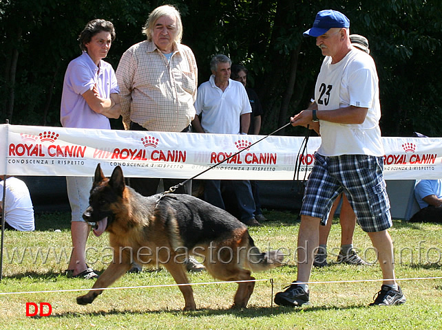 giovani-maschi-clint-di-casa-pozzoli.jpg - Giovani maschi Clint di Casa Pozzoli 