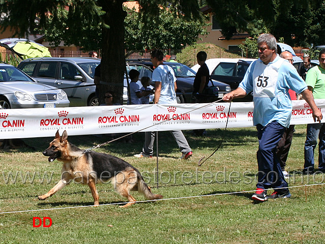 giovanissime-femmine-oxi-di-casa-el-ma.jpg - Giovanissime femmine Oxi di Casa El-Ma