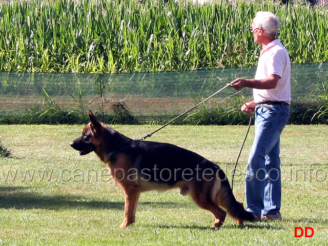 questo-cane-non-sembra-affatto-male-chi-e.jpg - Questo cane non è affatto male...chi è???