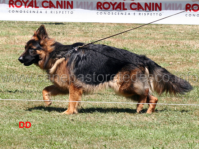 sultan-di-chiaromantello-1b-cuccioloni-maschi-a-pelo-lungo-02.jpg - Cuccioloni maschi a pelo lungo Sultan di Chiaro Mantello 1 B 