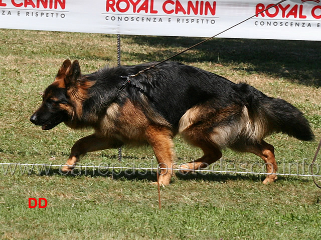 sultan-di-chiaromantello-1b-cuccioloni-maschi-a-pelo-lungo.jpg - Cuccioloni maschi a pelo lungo Sultan di Chiaro Mantello 1 B 