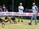 cuccioloni-maschi-wimo-di-casa-bisceglia