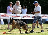 giovani-maschi-clint-di-casa-pozzoli